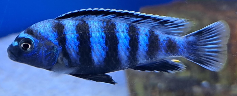 Chindongo saulosi 'Taiwanee Reef'